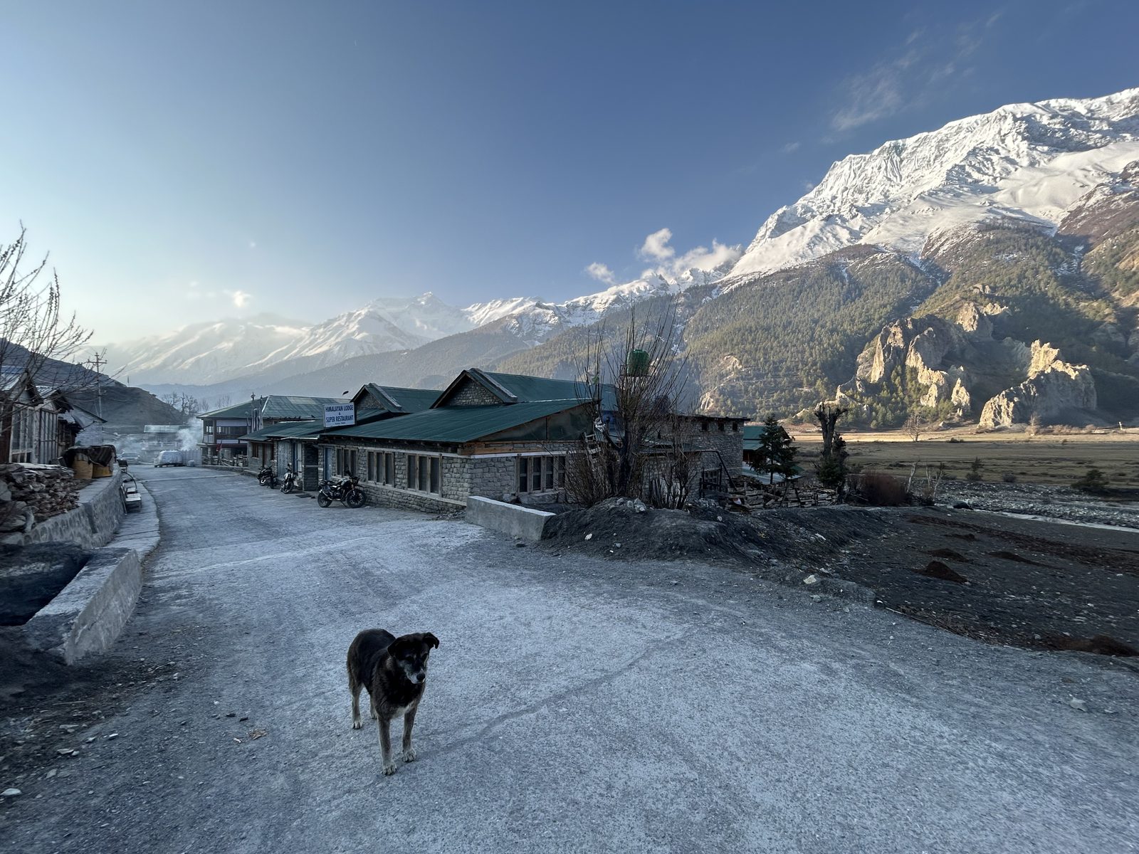 Frosty morning, the village dog on patrol.