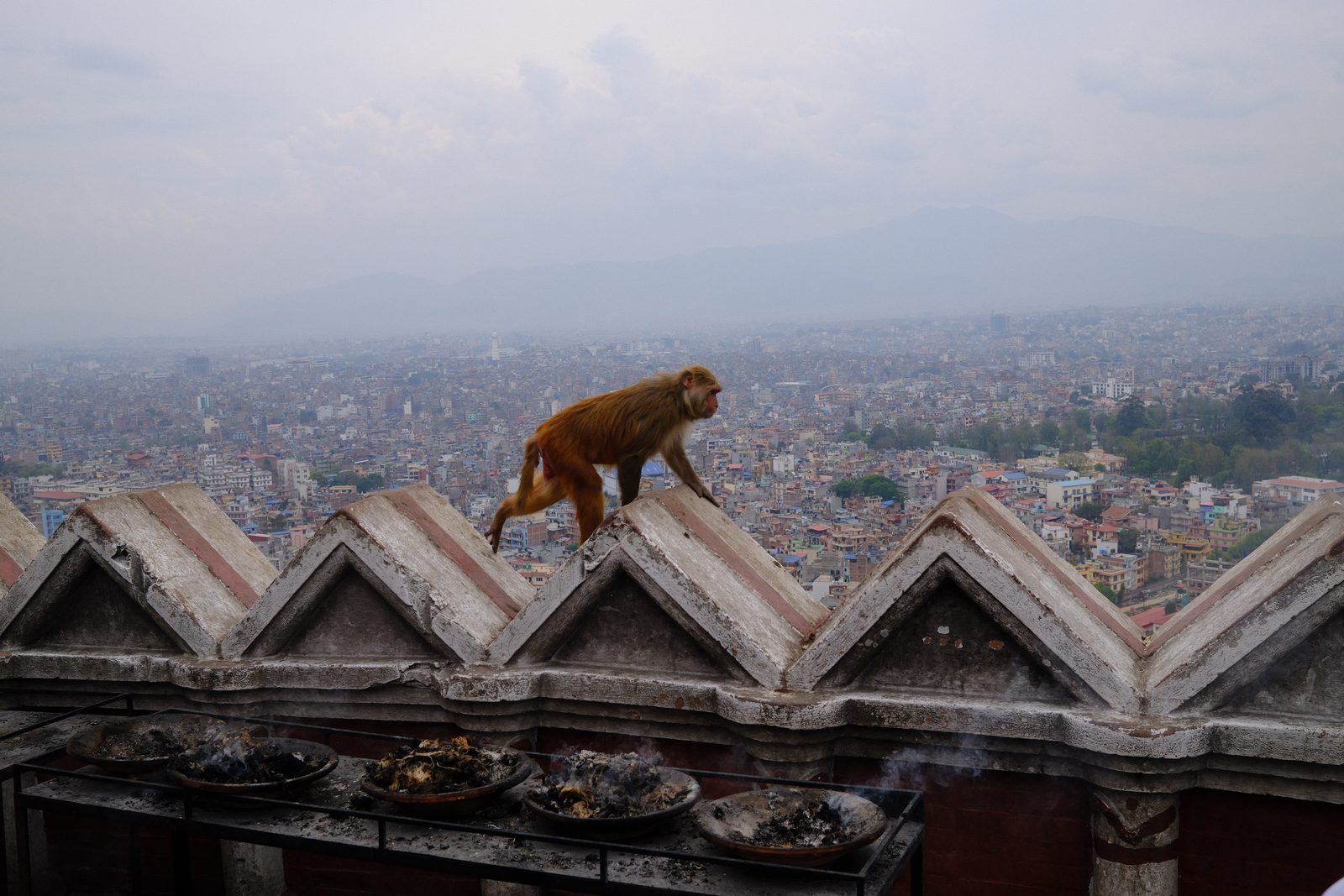 Monkeys running the temple rooftops.