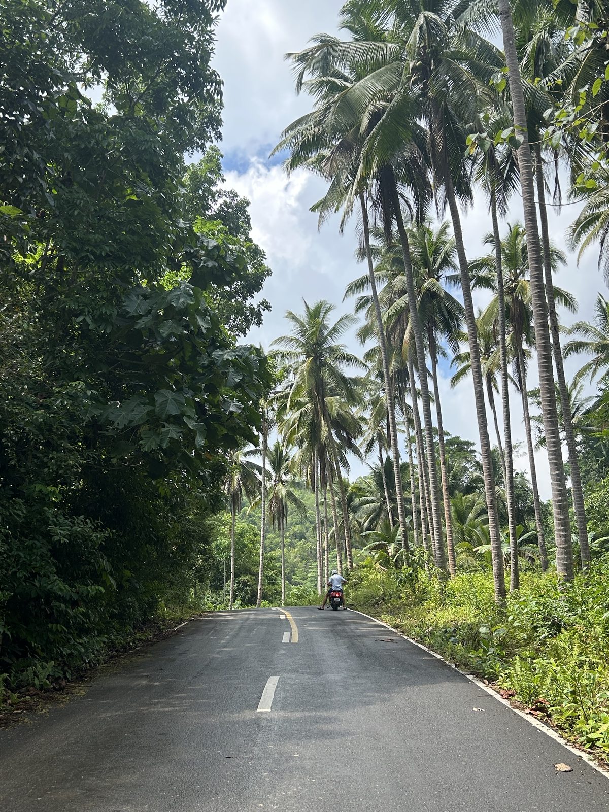 Empty palm-lined roads  