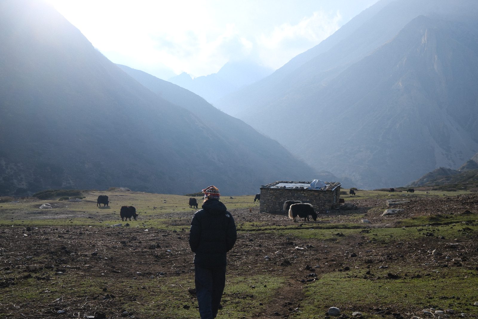 Yaks grazing the high valley. 
