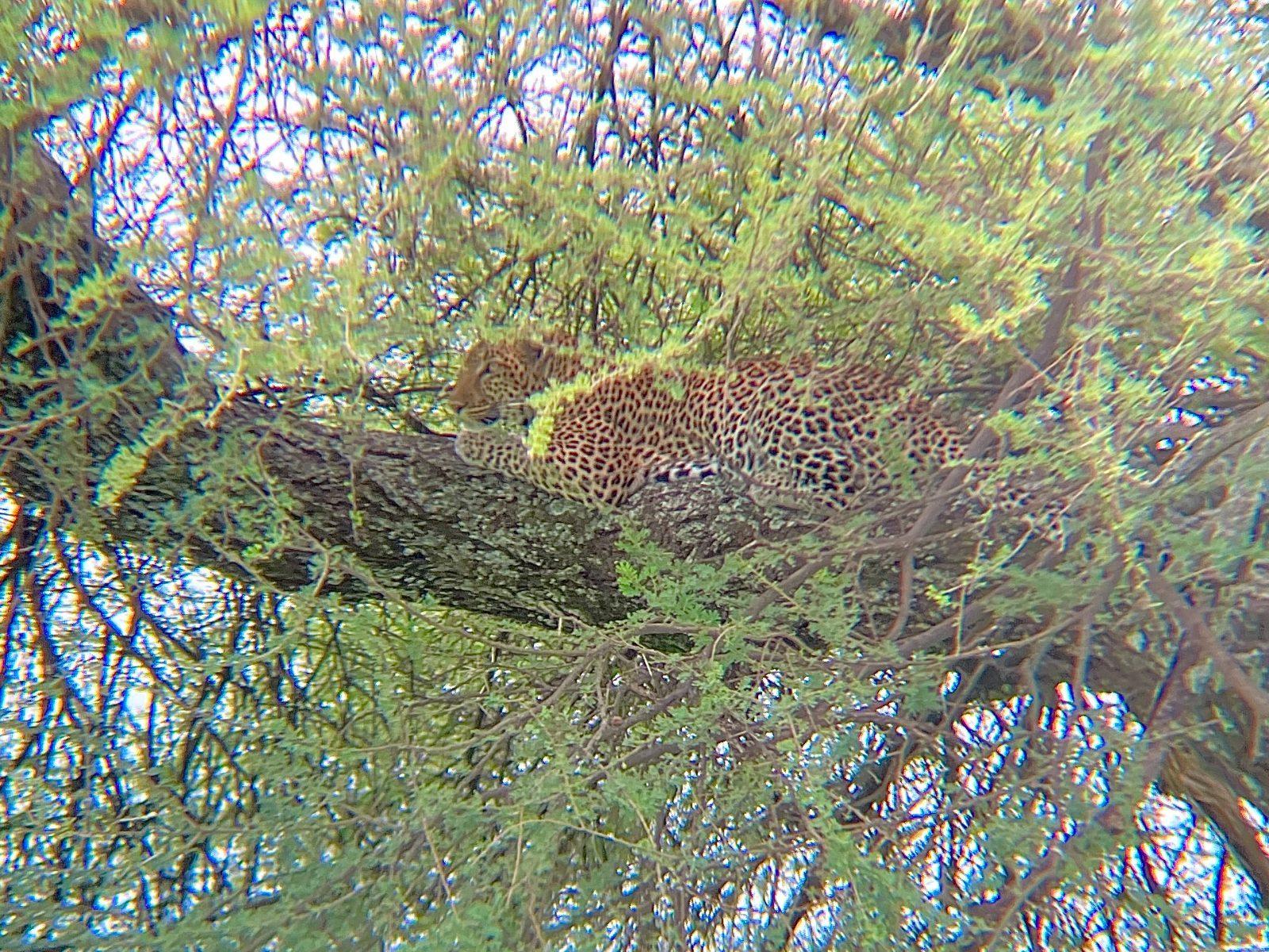 Lucky enough to spot 3 jaguars over the 7 days.