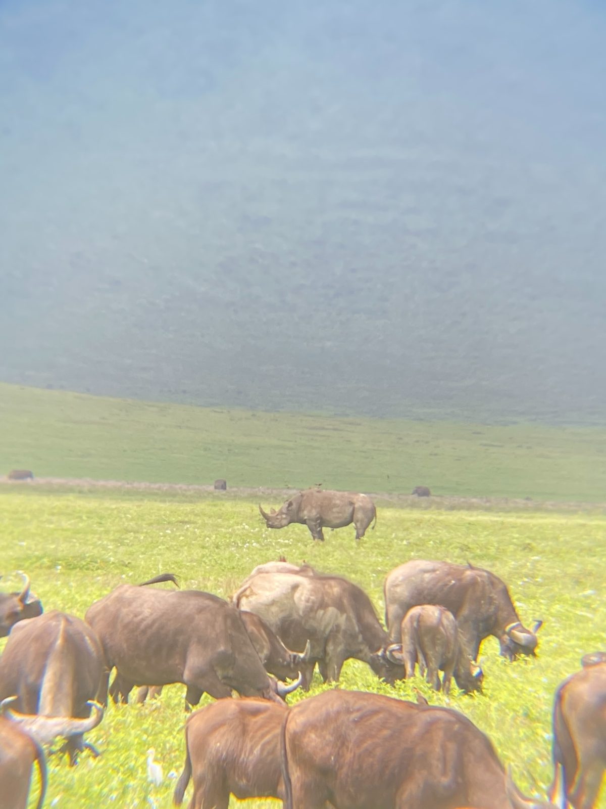 Mr rhino off in the distance