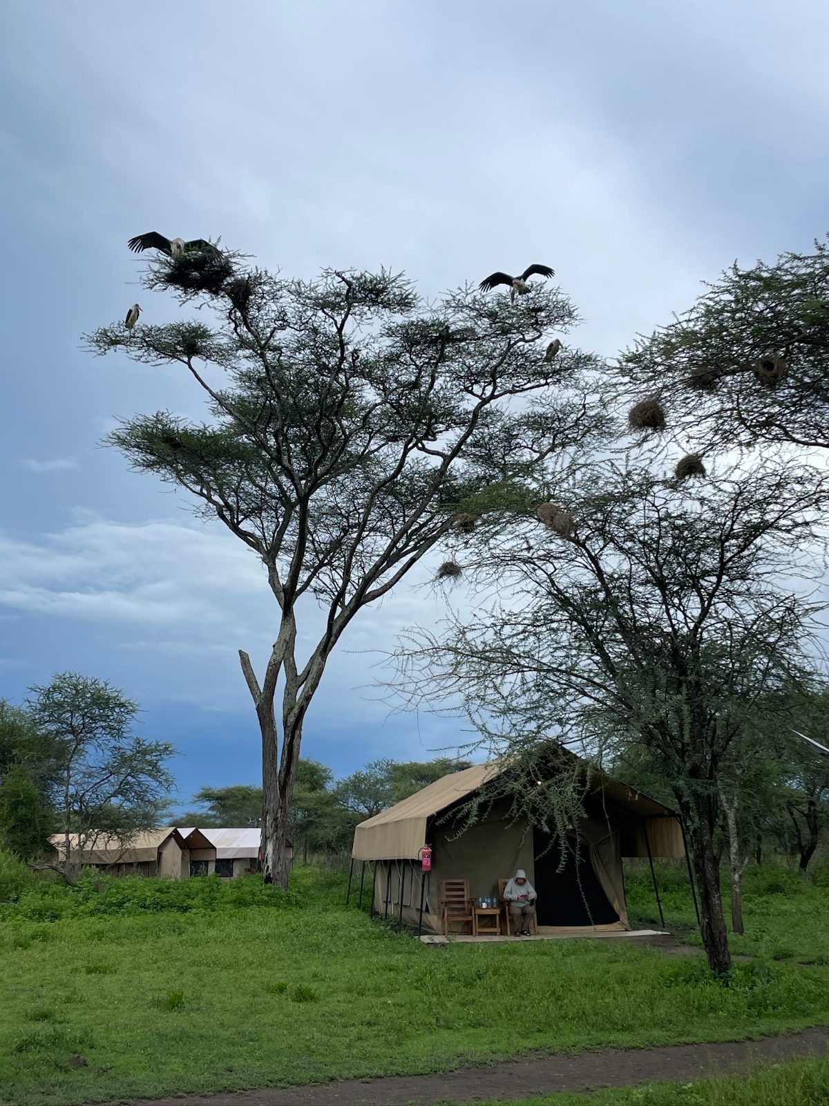 Our tent below these massive Marabou Storks.