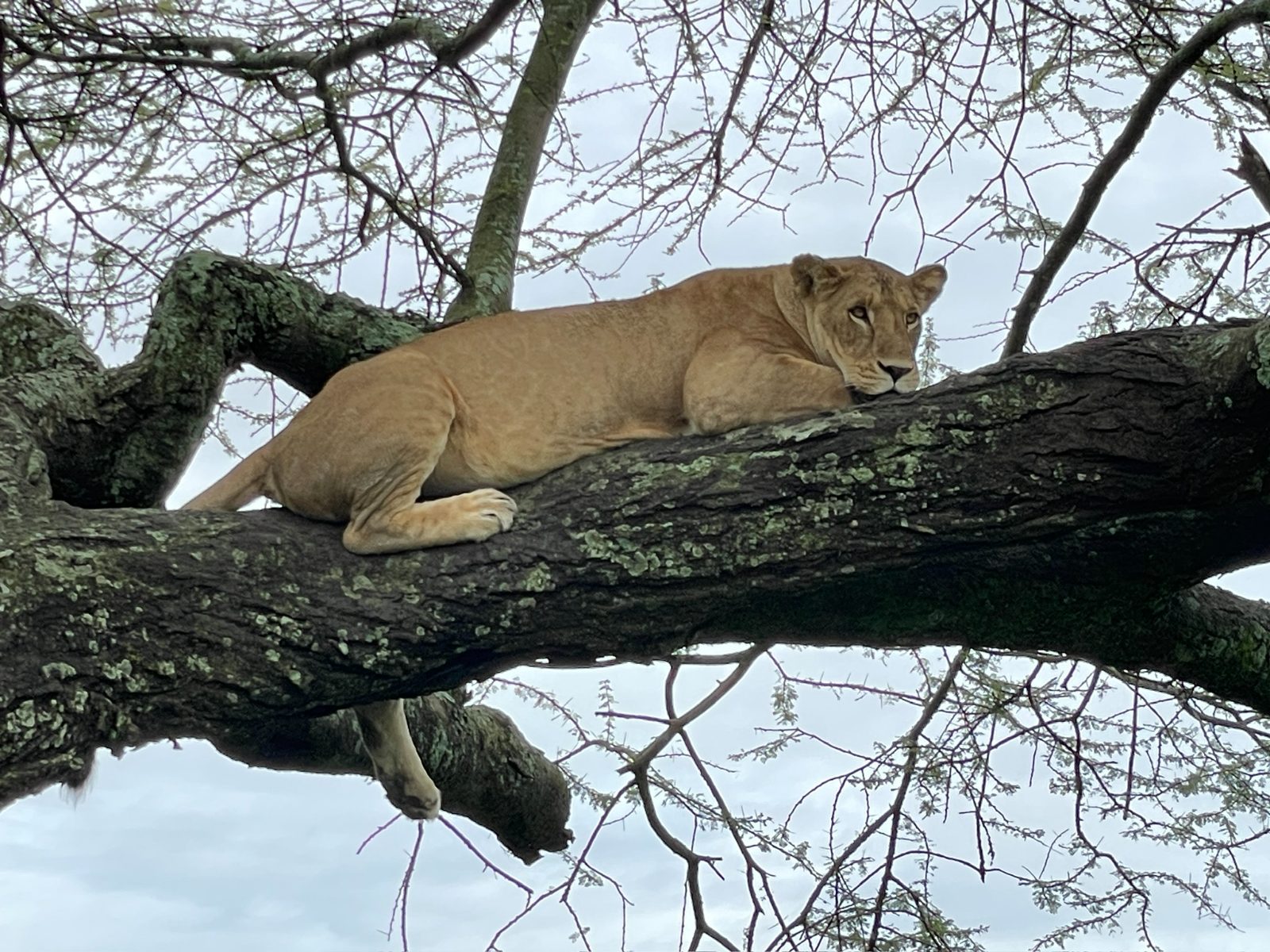 Lioness on her perch. 