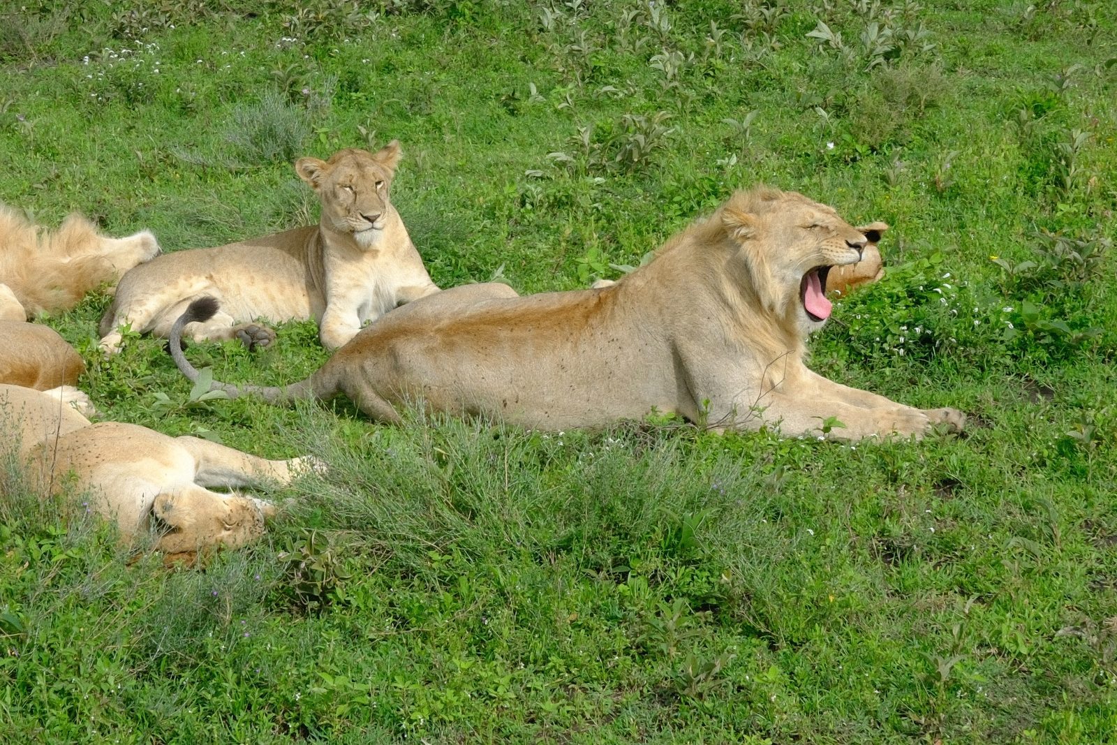 Big yawn.