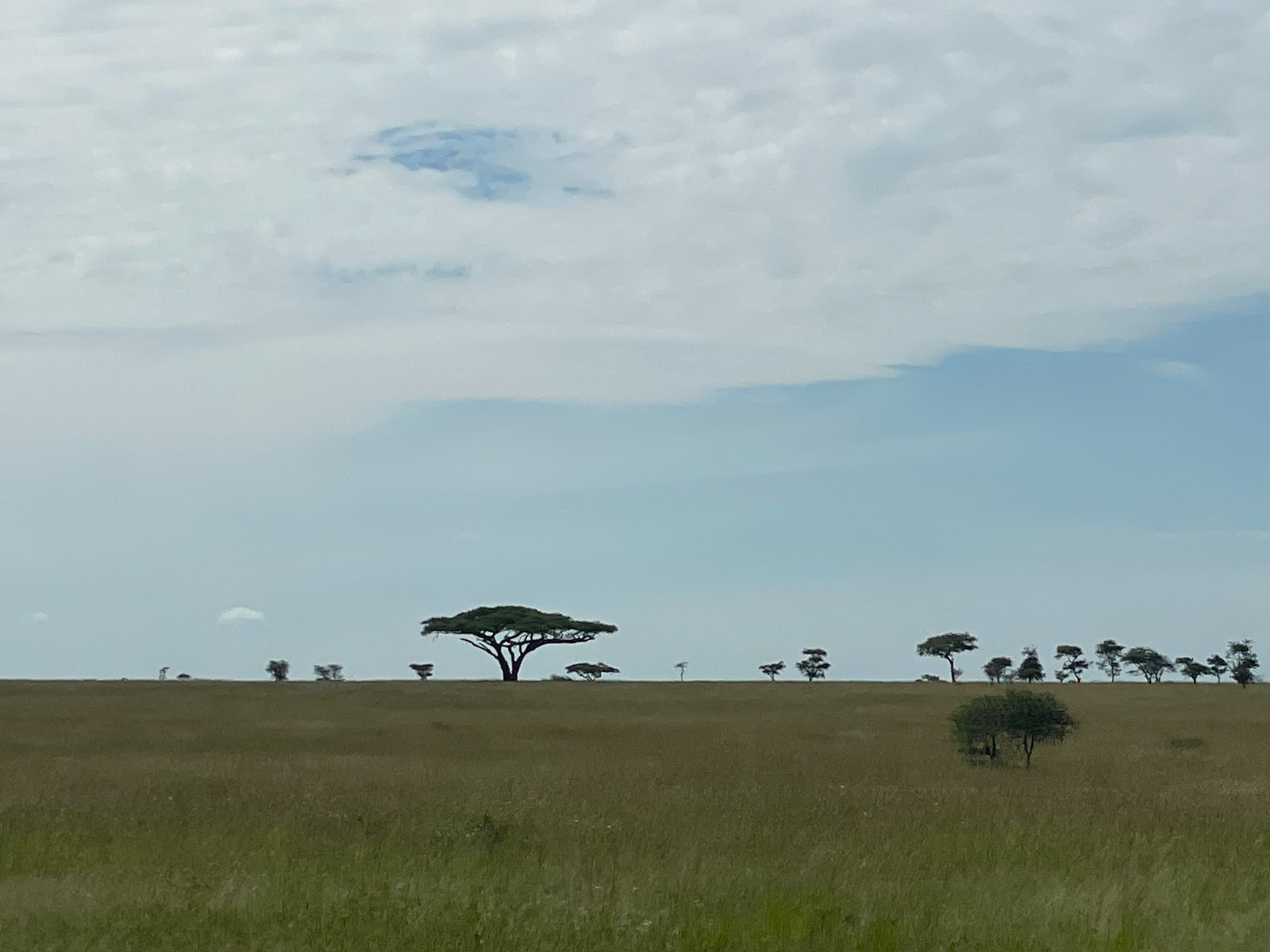 Picture perfect trees.