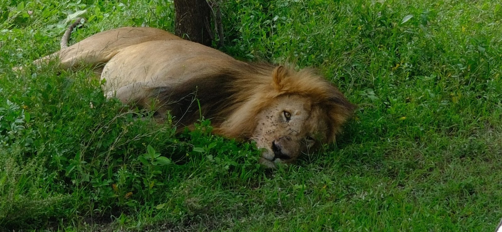 Sleepy after a big meal. 