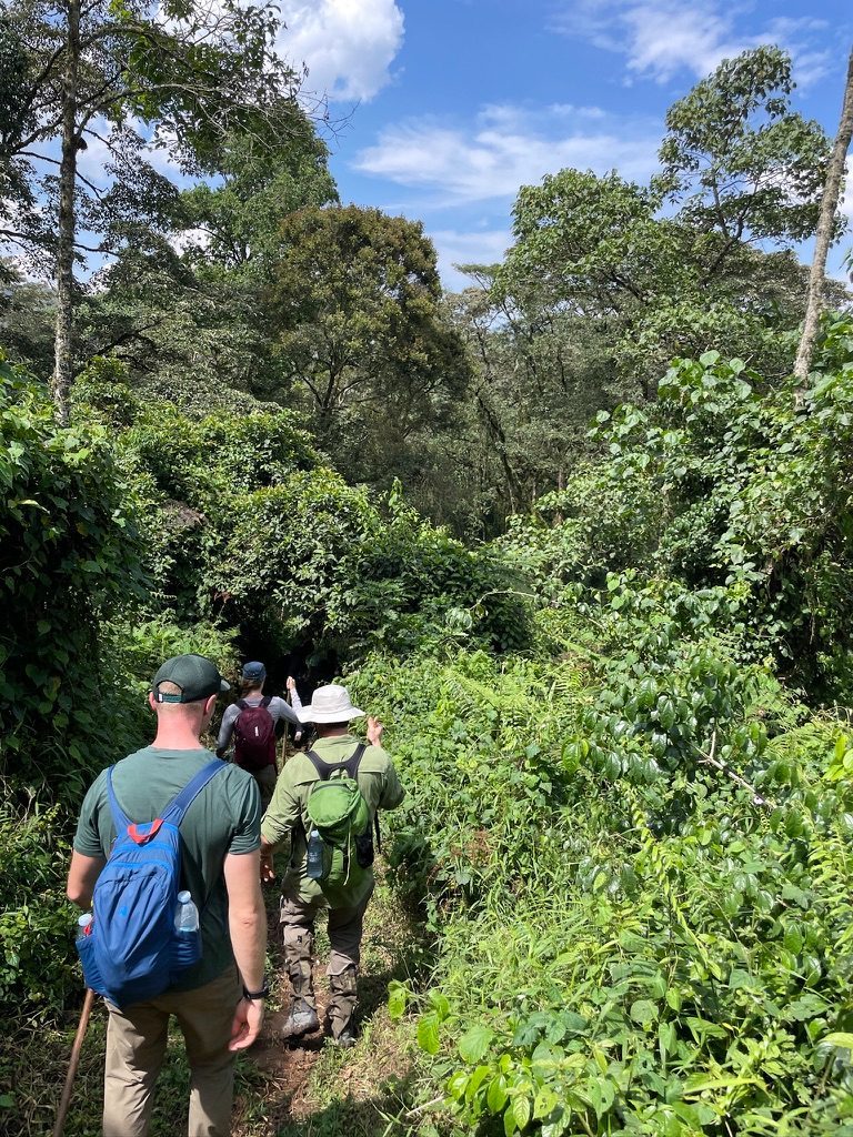 Hiking into Bwindi Impenetrable Forest NP