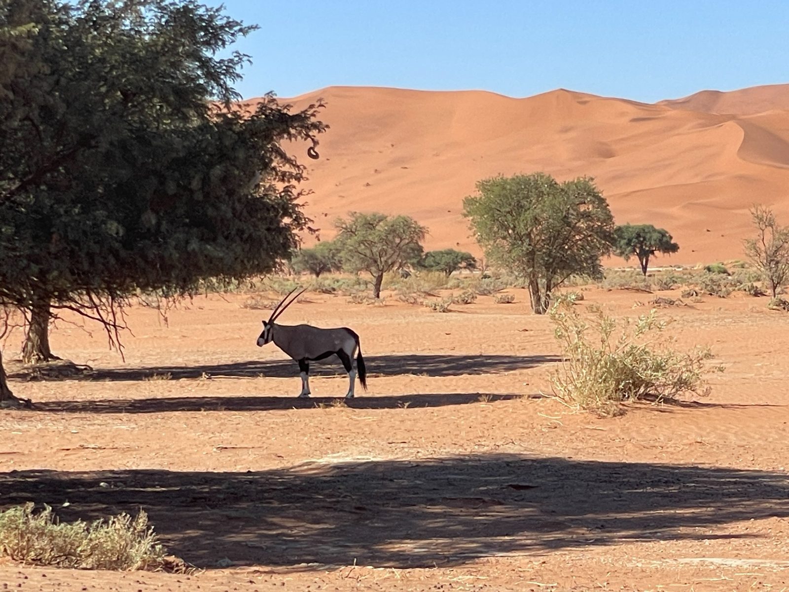 Oryx!