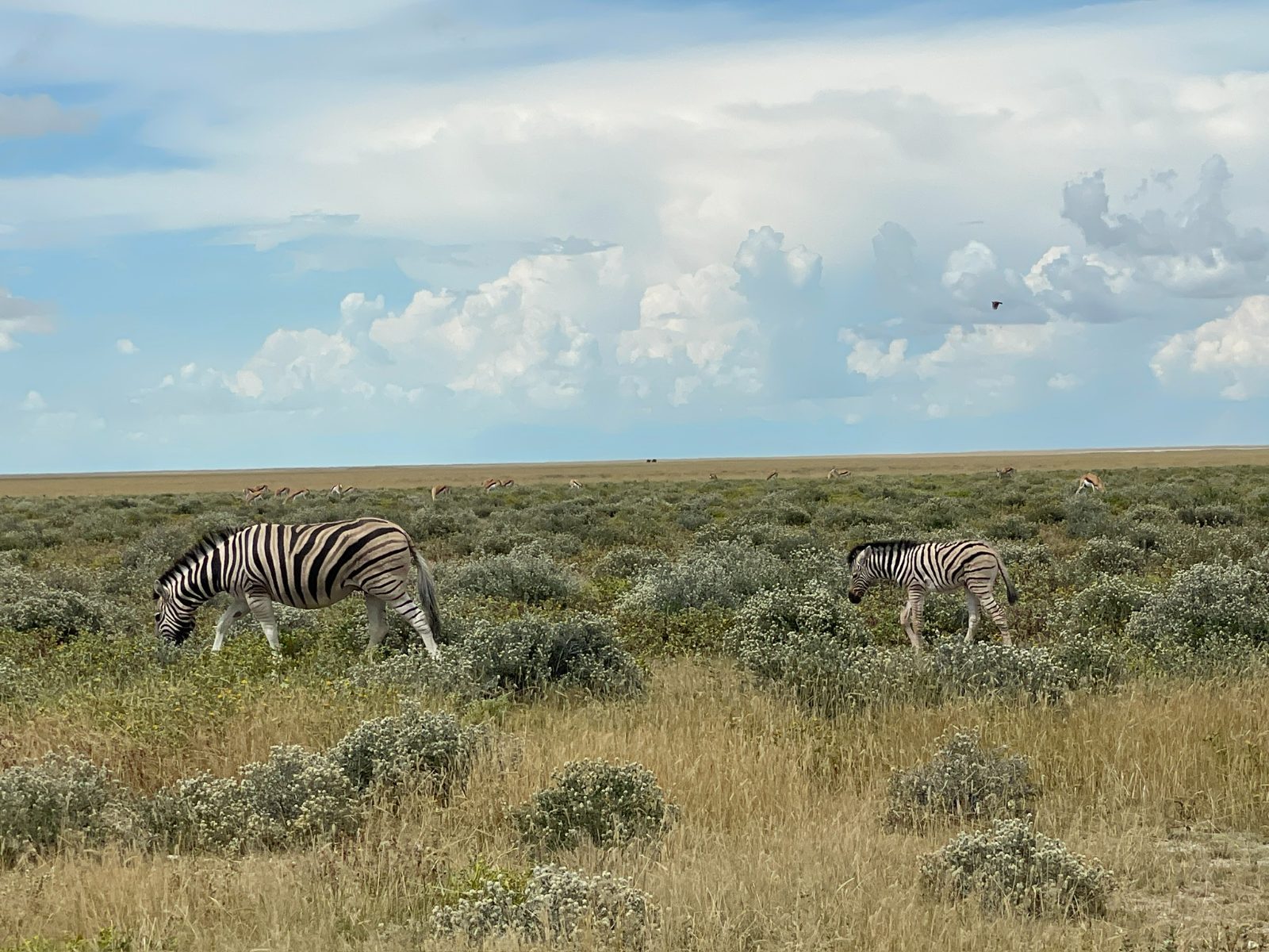 Zebras galore. 