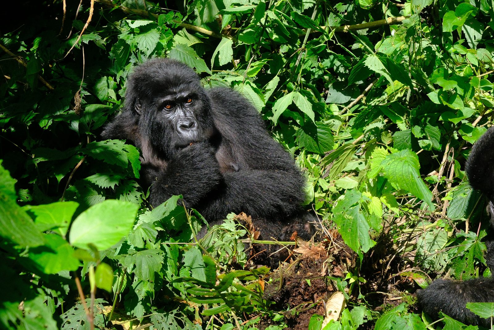 Eye to eye with a mountain gorilla.