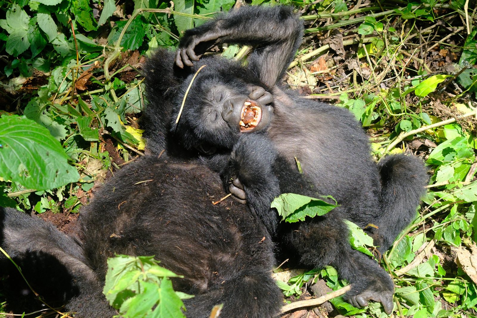 The kiddos play wrestling right at our feet.