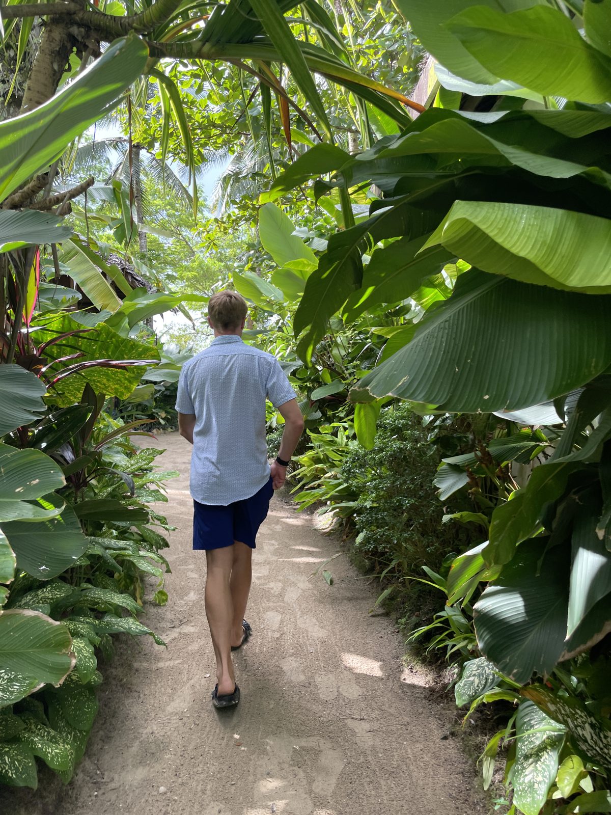Jungle track to breakfast