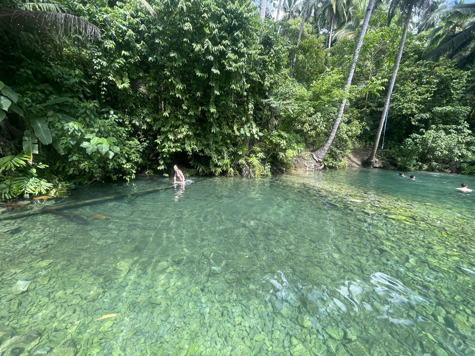Swimming in a jungle lagoon.