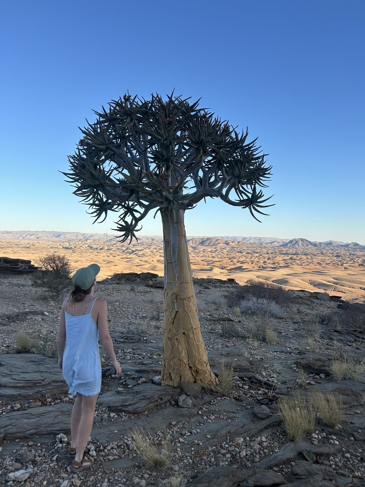 A lone quiver tree.