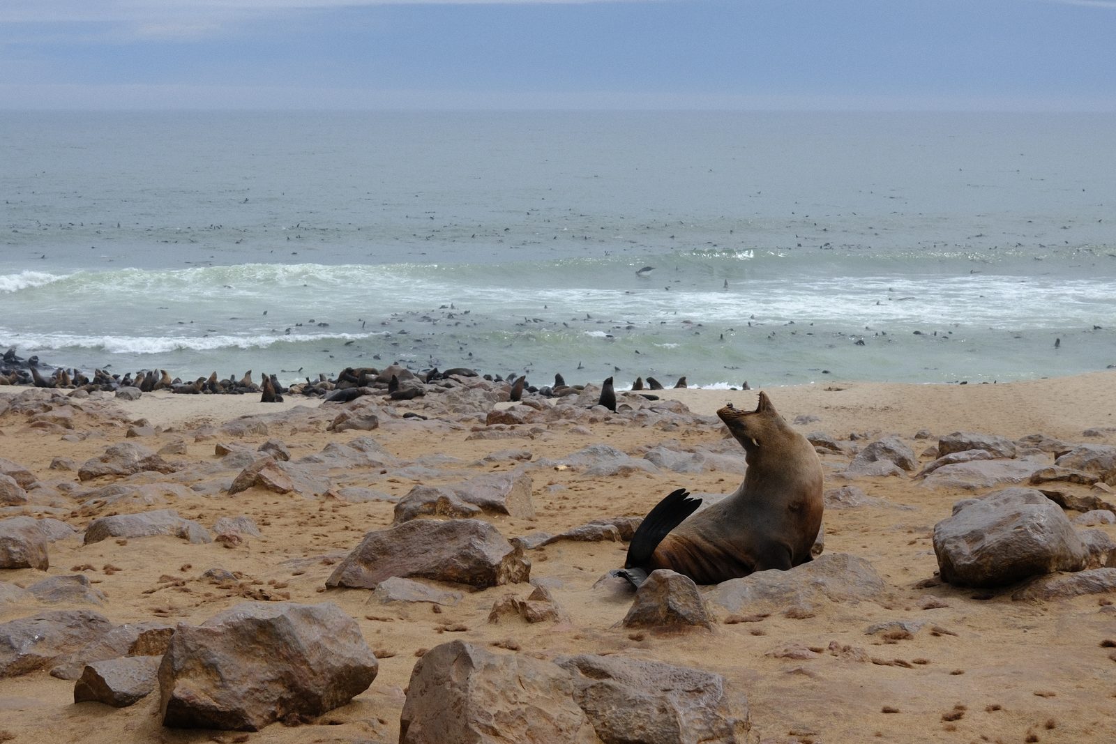 A beach packed with seals at Cape Cross.